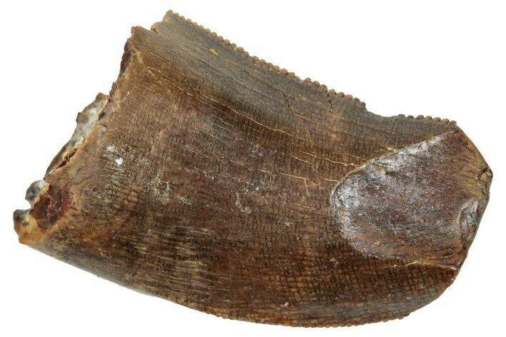 Serrated Tyrannosaur Tooth - Heavily Feeding Worn #276424